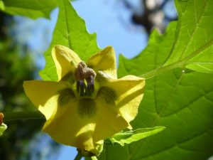 tomatillo_flower