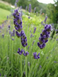 Lavender Flowers