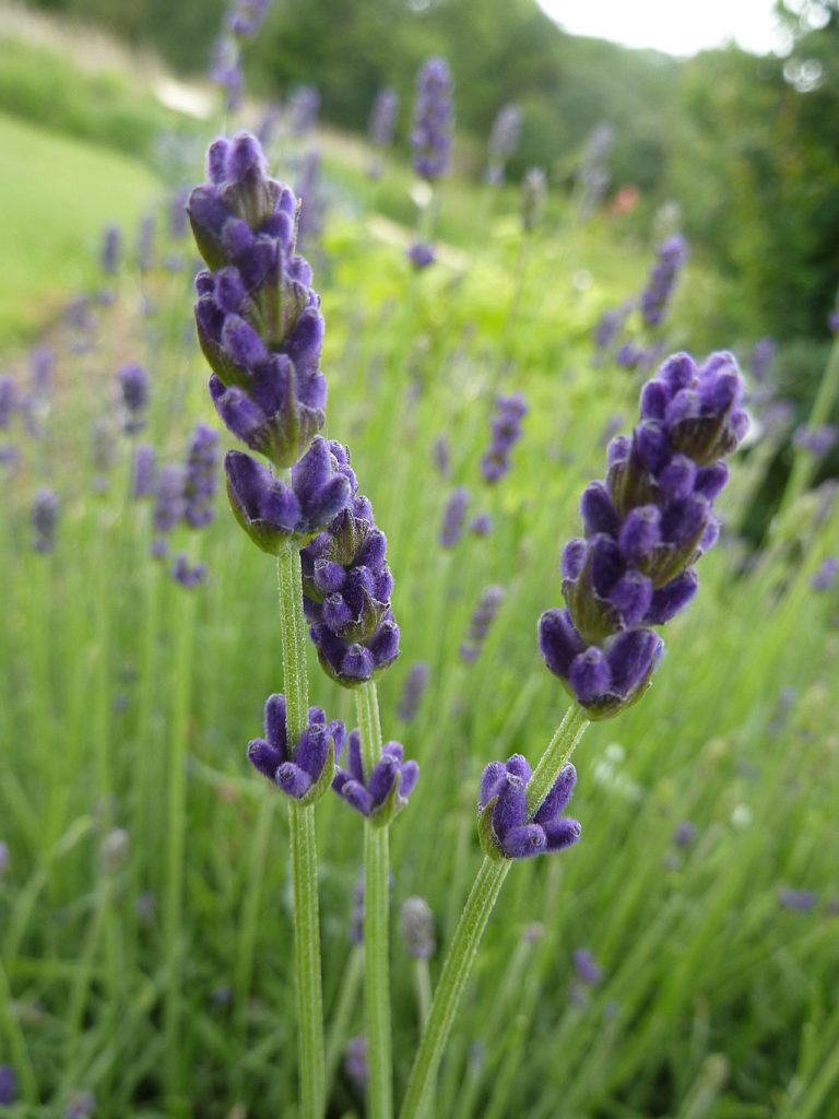 Variations on Rice Recipes: Lavender infused Rice