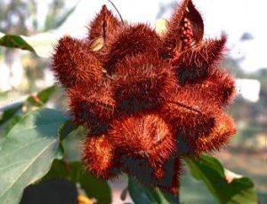 RIPE-ANNATTO-FRUITS
