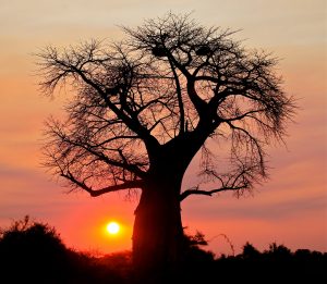 baobab tree
