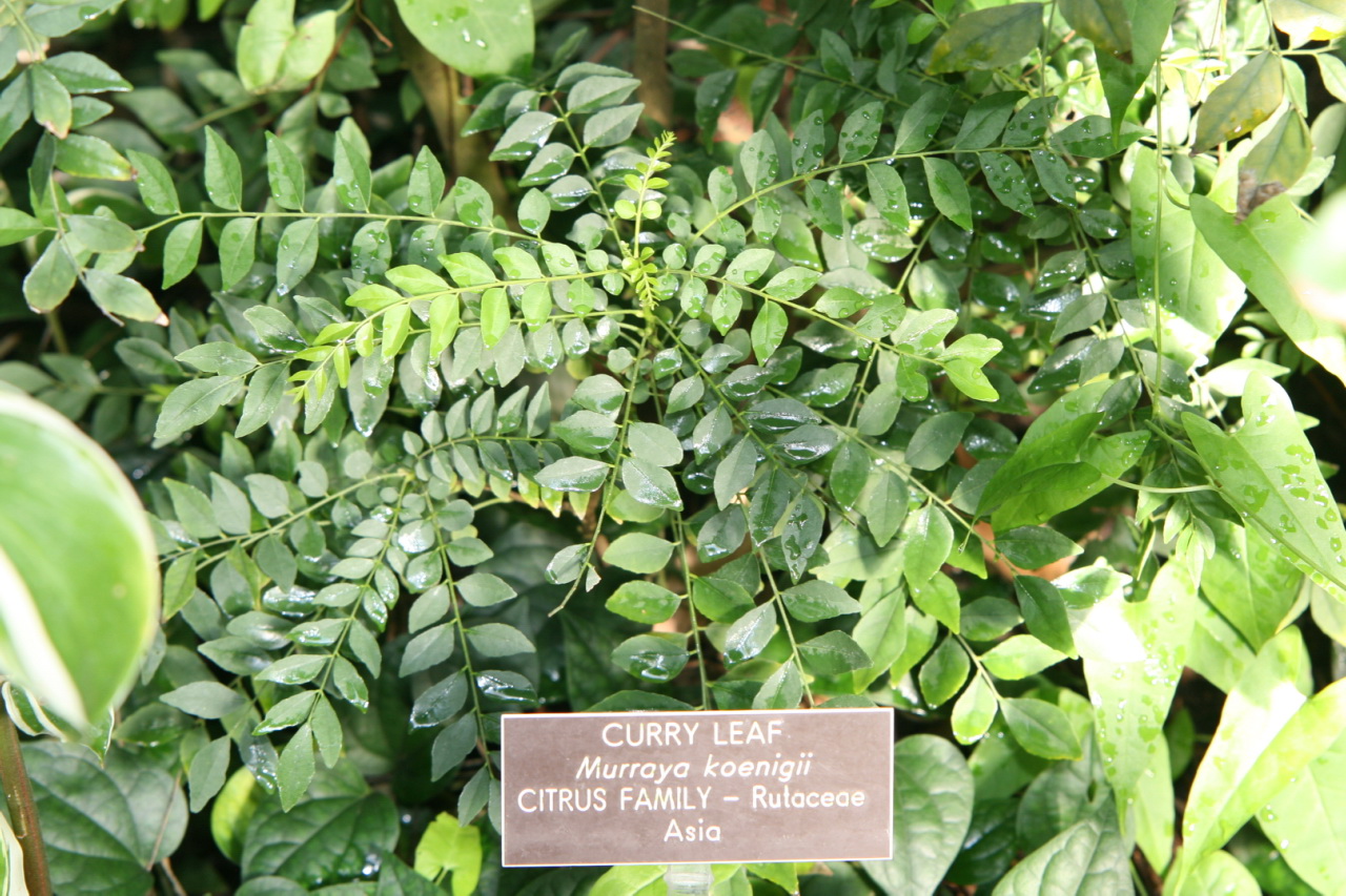 Curry Leaves Found In Phoenix
