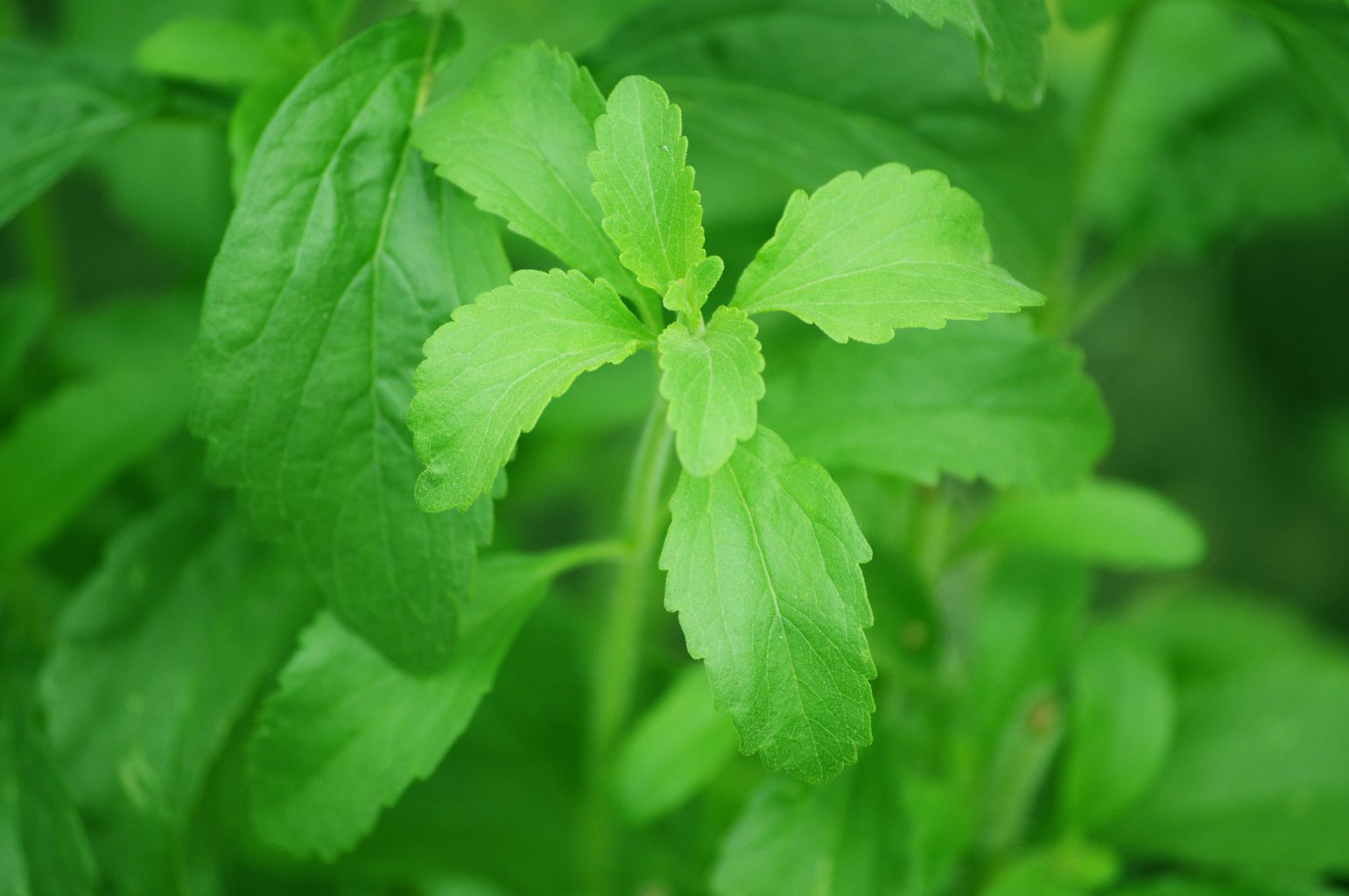 Stevia and the Sugar Debate