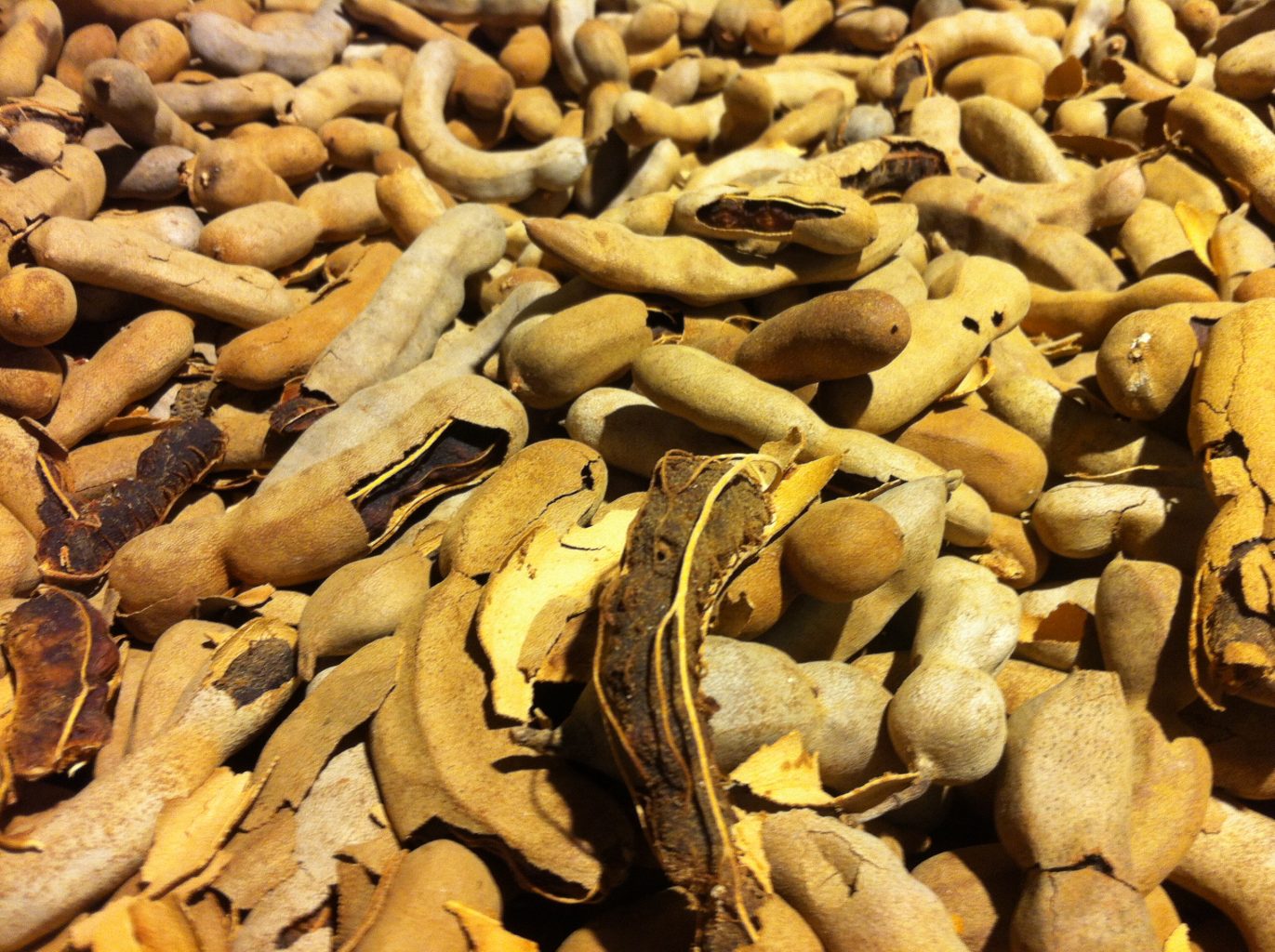 What’s in a Pod? Tamarind