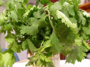cilantro in glass 