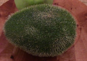 fuzzychayote