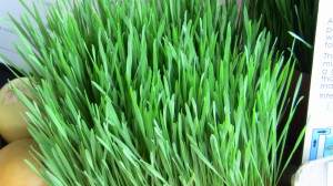 wheatgrass