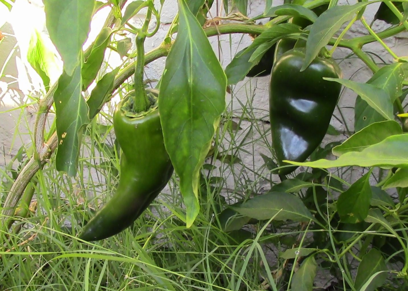 Poblano Chili Plant