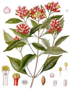 anatomy of a clove