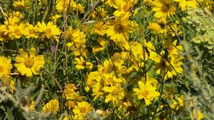 lots of flowers
