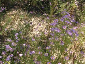 purple flowers