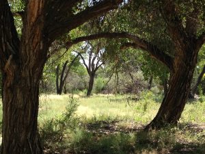 tree arch