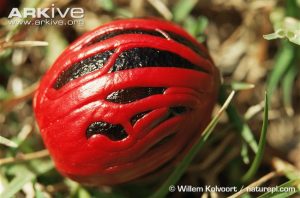 Nutmeg encased in mace