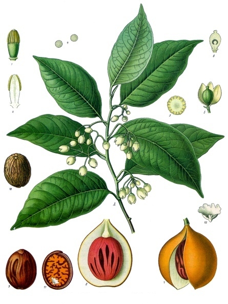 Following the Spice: Nutmeg & Mace
