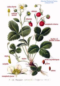 Anatomy of a Strawberry plant