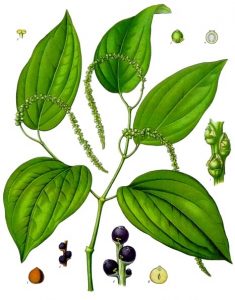 Piper_nigrum_-_Köhler–s_Medizinal-Pflanzen-107