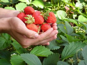 strawberries in hand