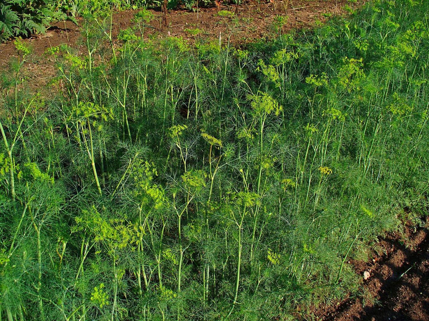 Herbs and Spices Day: Dill is Anything but Dull