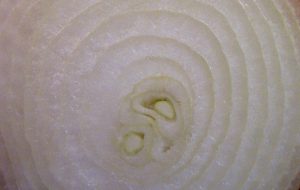Intersectioned onion.