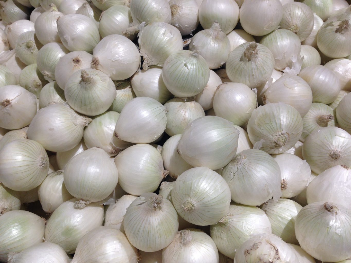 white onions on display. Onions are one of theoldest known domesticated crops. Over 9 million acres a year are devoted to growing onions. Onions have many healthy benefits and are a base flavor in most cuisines.