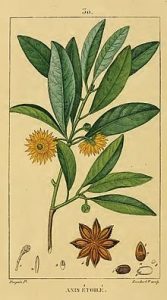 220px-Illicium_verum00