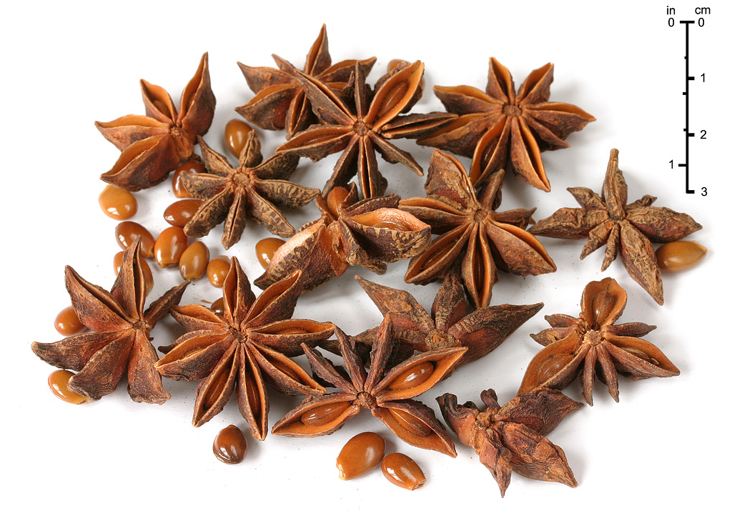 Following the Spice: Star Anise