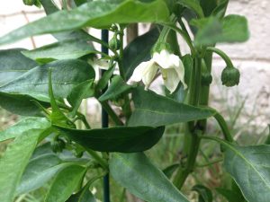 Chili Flower