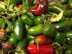 Chili harvest