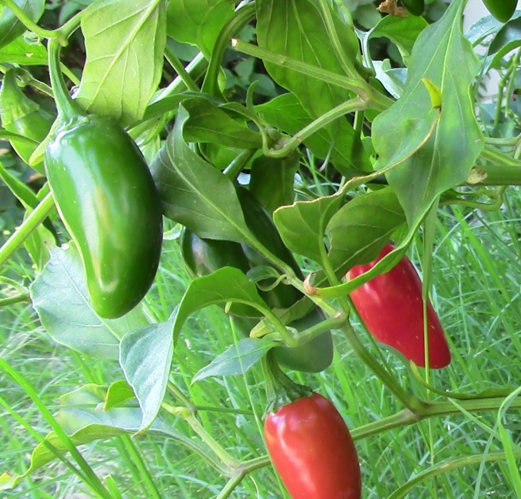 The Amazing Chili that Could: Jalapenos