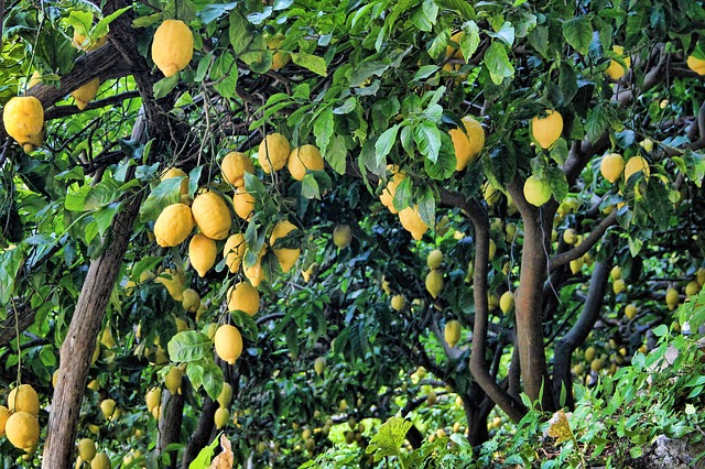 For the Love of Lemons