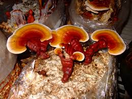 reishi mushroom