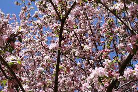 apple tree