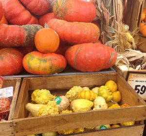 festival pumpkins;