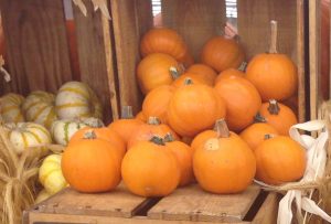 pumpkin sugarpie