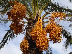 date palm