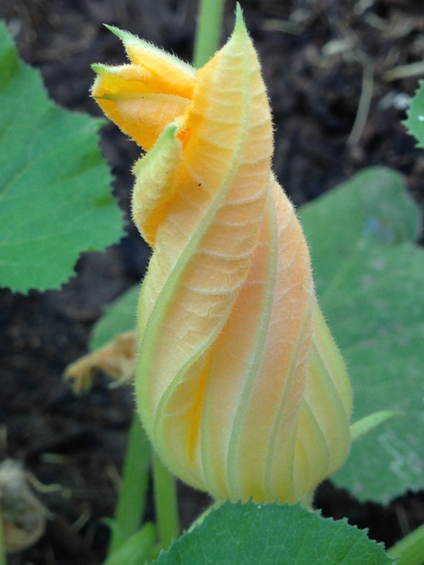 March Food Observances: 2016