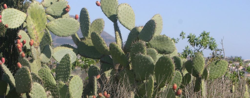 Nopal Cactus