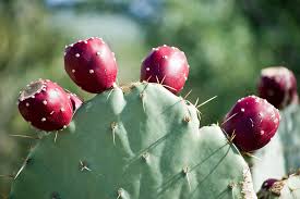Fearless Cooking with Nopal Cactus